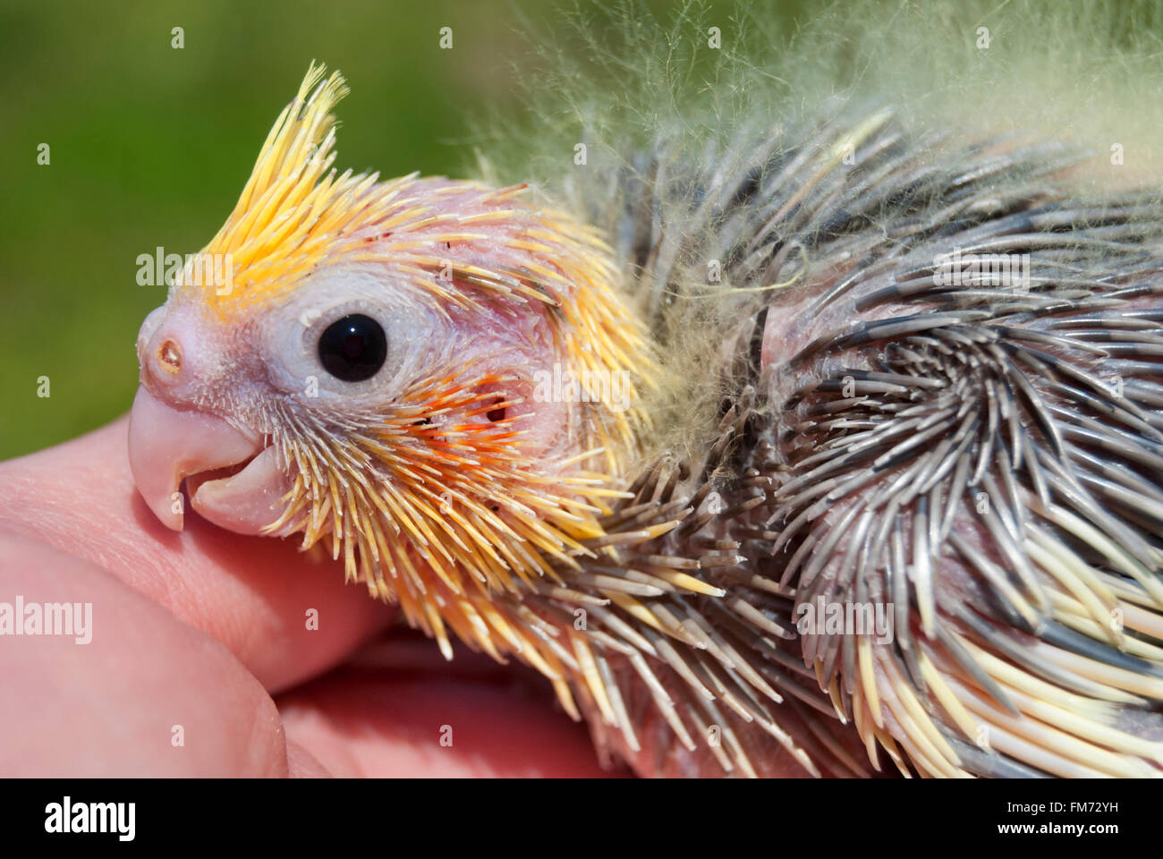 Un Bebe Perroquet Sur Une Main Humaine Chef Close Up Photo Stock Alamy Un Bebe Perroquet Sur Une Main Humaine Chef Close Up Photo Stock Alamy