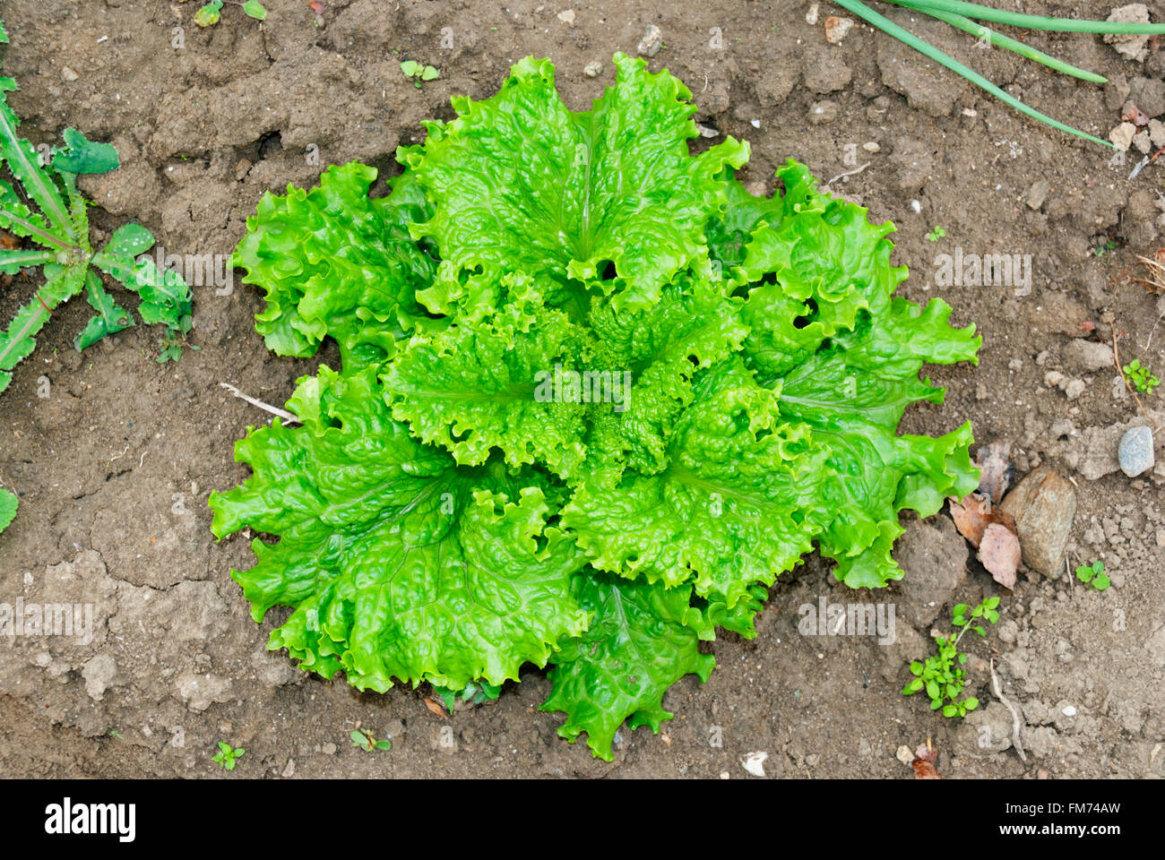 Une culture de laitue sur le terrain Banque D'Images