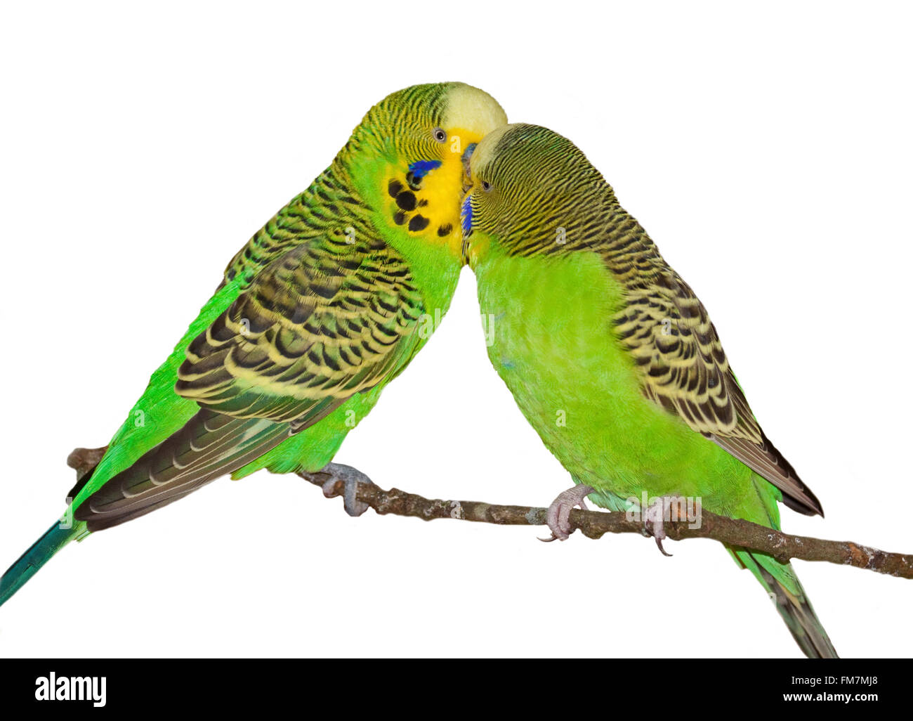 Deux Bugies vert le collage Banque D'Images