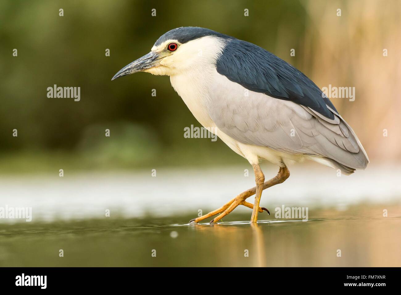La Hongrie, le Parc National de Kiskunsagi, Csongrad, Pusztaszer, Bihoreau gris (Nycticorax nycticorax), pêche Banque D'Images