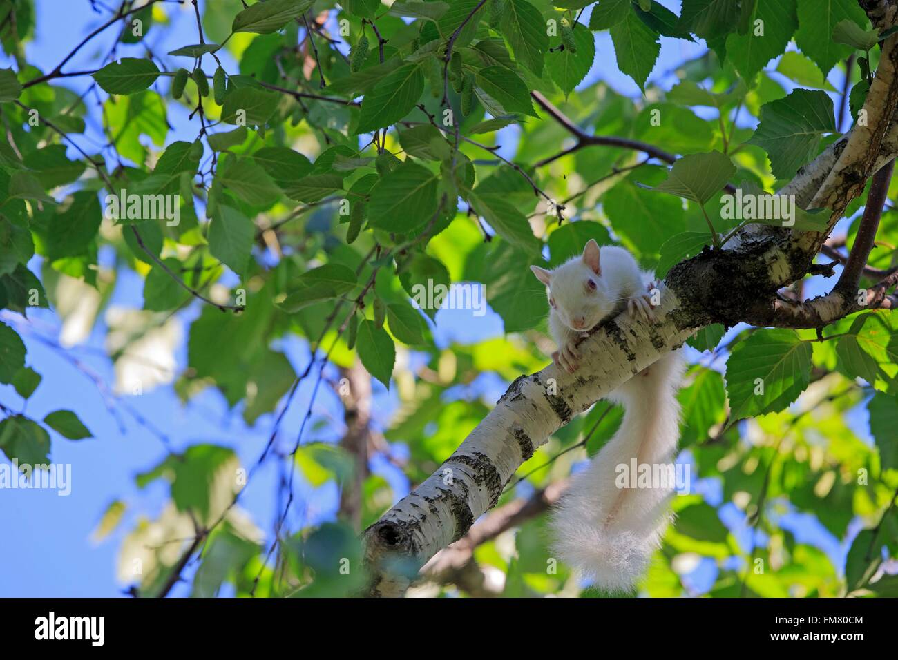 United States, Minnesota, l'écureuil gris ou d'écureuil gris (Sciurus carolinensis), adultes albinos sur une branche Banque D'Images