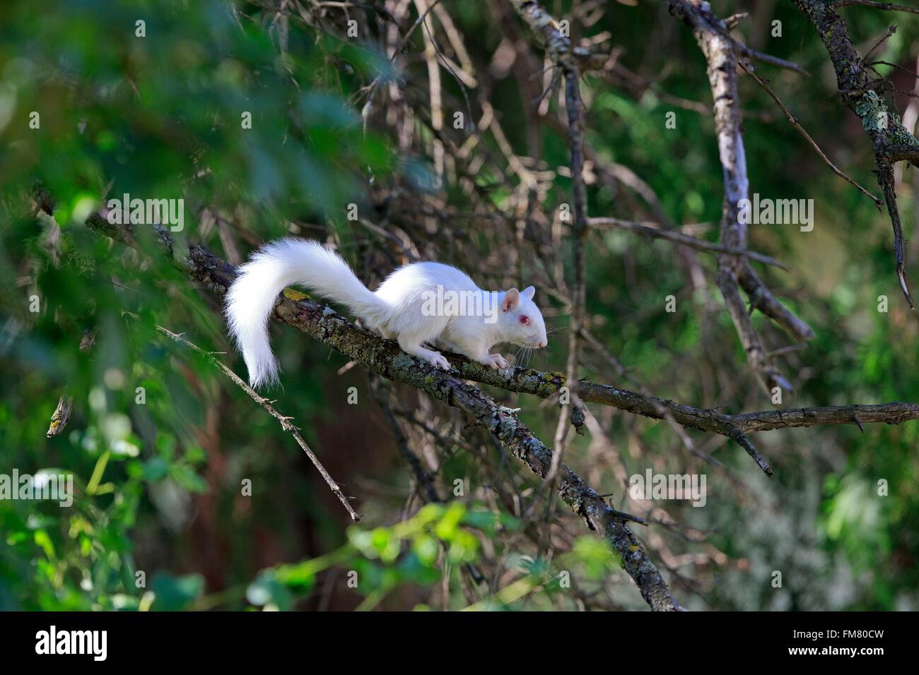 United States, Minnesota, l'écureuil gris ou d'écureuil gris (Sciurus carolinensis), adultes albinos sur une branche Banque D'Images