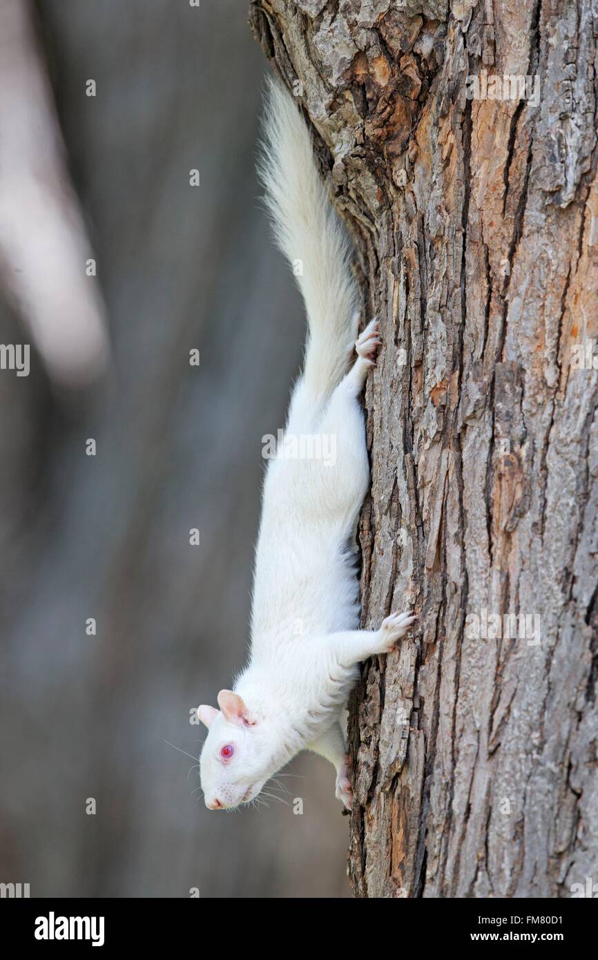 United States, Minnesota, l'écureuil gris ou d'écureuil gris (Sciurus carolinensis), albino des profils sur un arbre Banque D'Images