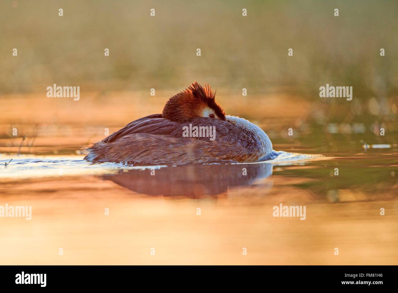 La France, l'Ain, la Dombes, grèbe huppé (Podiceps cristatus), adulte Banque D'Images