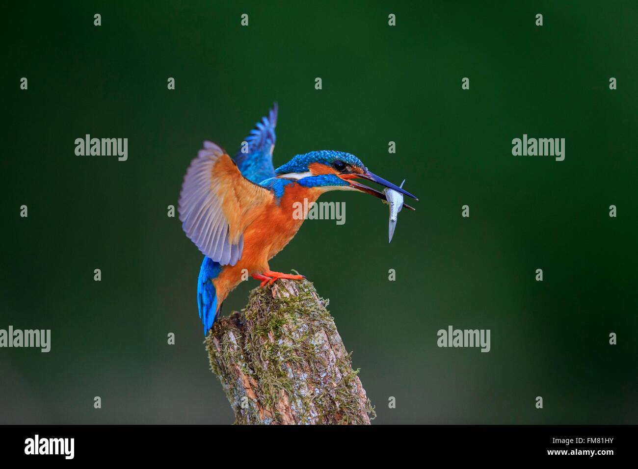 La France, l'Ain, la Dombes, Common Kingfisher Kingfisher eurasienne ou, ou rivière kingfisher (Alcedo atthis), avec des poissons adultes Banque D'Images