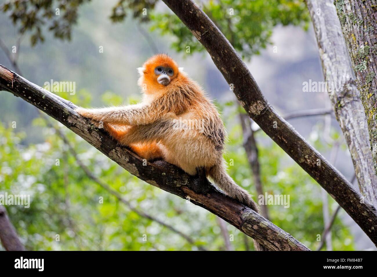 Chine, province du Shaanxi, montagnes Qinling, Golden snub-nosed (Rhinopithecus roxellana singe) Banque D'Images