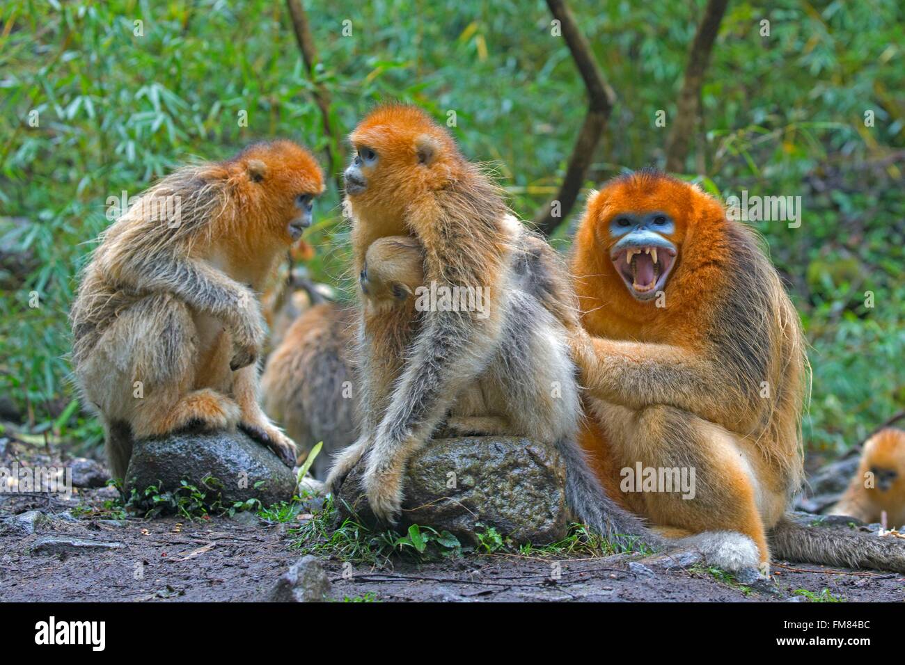 Chine, province du Shaanxi, montagnes Qinling, Golden snub-nosed (Rhinopithecus roxellana singe) Banque D'Images