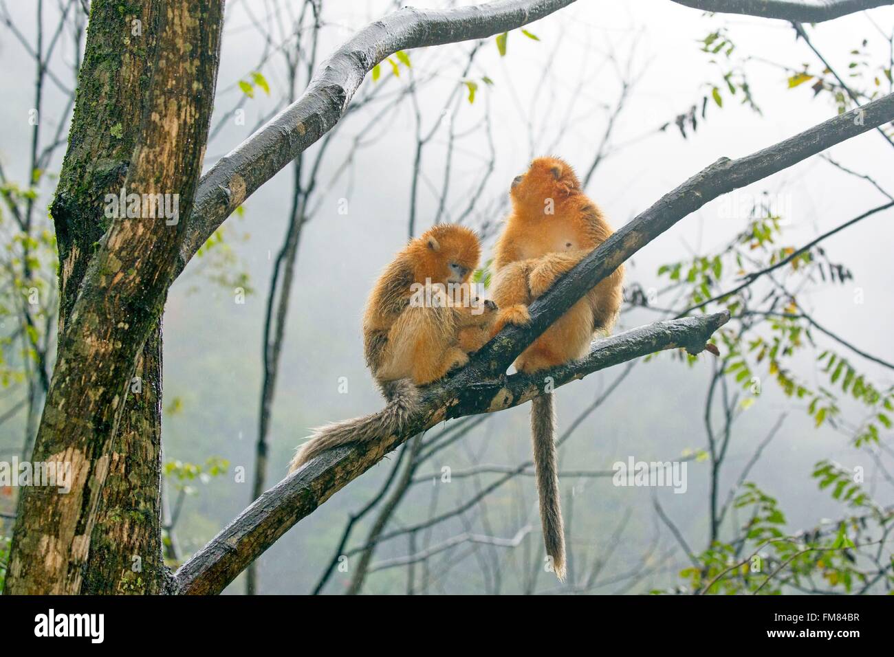 Chine, province du Shaanxi, montagnes Qinling, Golden snub-nosed (Rhinopithecus roxellana singe) Banque D'Images