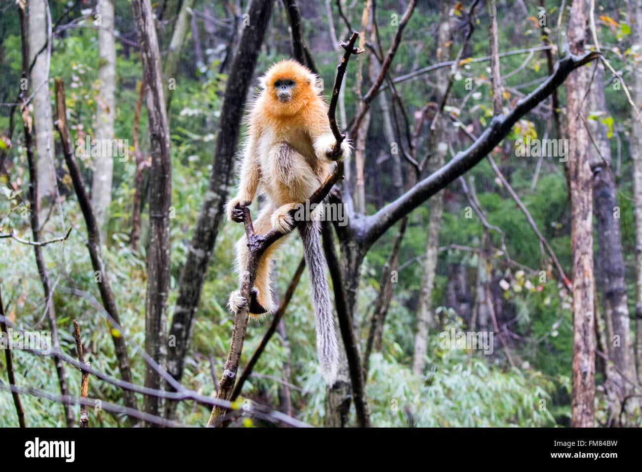 Chine, province du Shaanxi, montagnes Qinling, Golden snub-nosed (Rhinopithecus roxellana singe) Banque D'Images