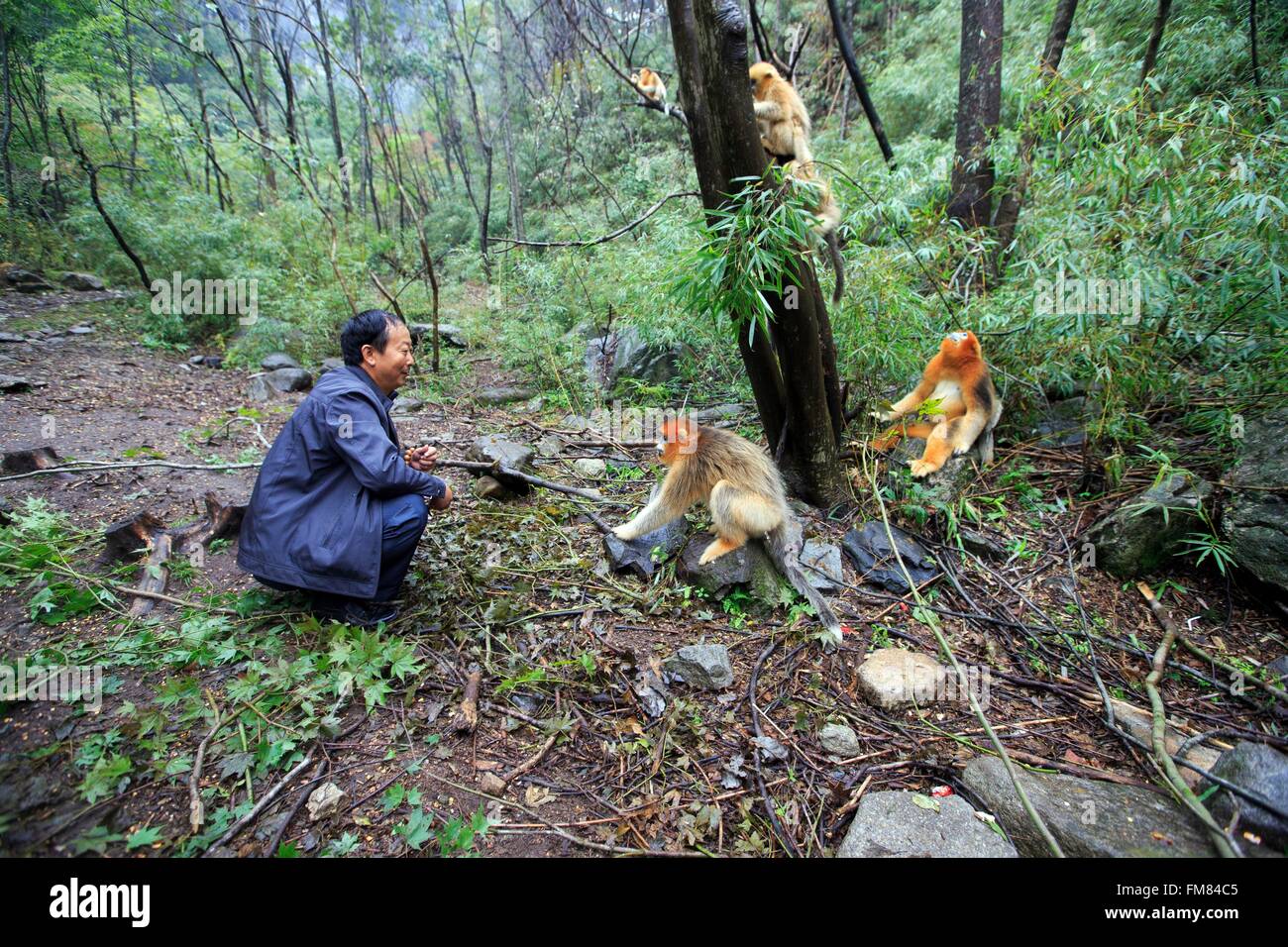 Chine, province du Shaanxi, montagnes Qinling, Golden snub-nosed Rhinopithecus roxellana (singe), avec les touristes Banque D'Images