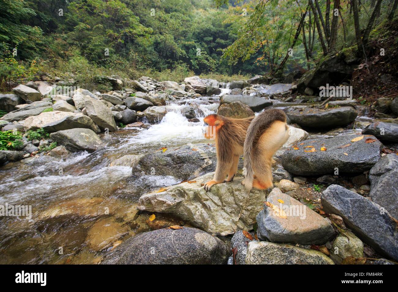 Chine, province du Shaanxi, montagnes Qinling, Golden snub-nosed Rhinopithecus roxellana (singe), près d'une rivière Banque D'Images