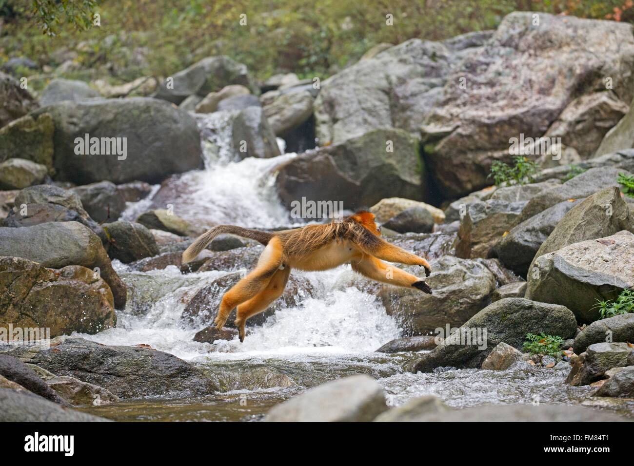 Chine, province du Shaanxi, montagnes Qinling, Golden snub-nosed Rhinopithecus roxellana (singe), traversant une rivière Banque D'Images