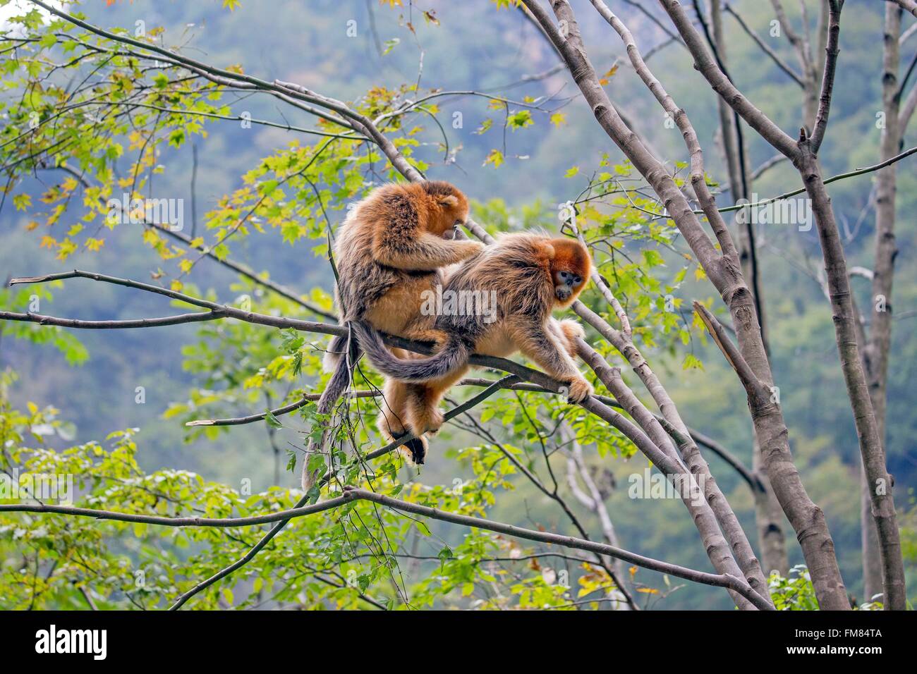 Chine, province du Shaanxi, montagnes Qinling, Golden snub-nosed Rhinopithecus roxellana (singe), dans un arbre Banque D'Images