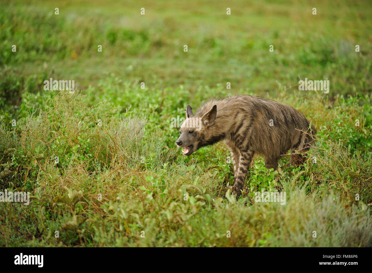 Hyène rayée (Hyaena hyaena) dans les plaines vertes de la Ngorongoro Conservation Area en Tanzanie Banque D'Images