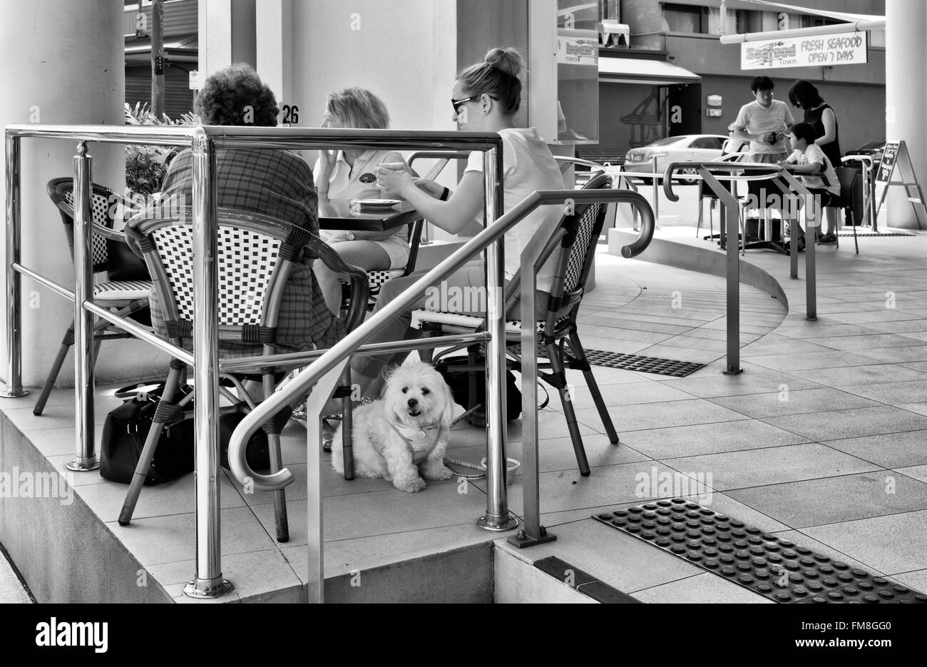 3 femmes manger dehors au restaurant avec chien sous tableau Brisbane, Australie Banque D'Images