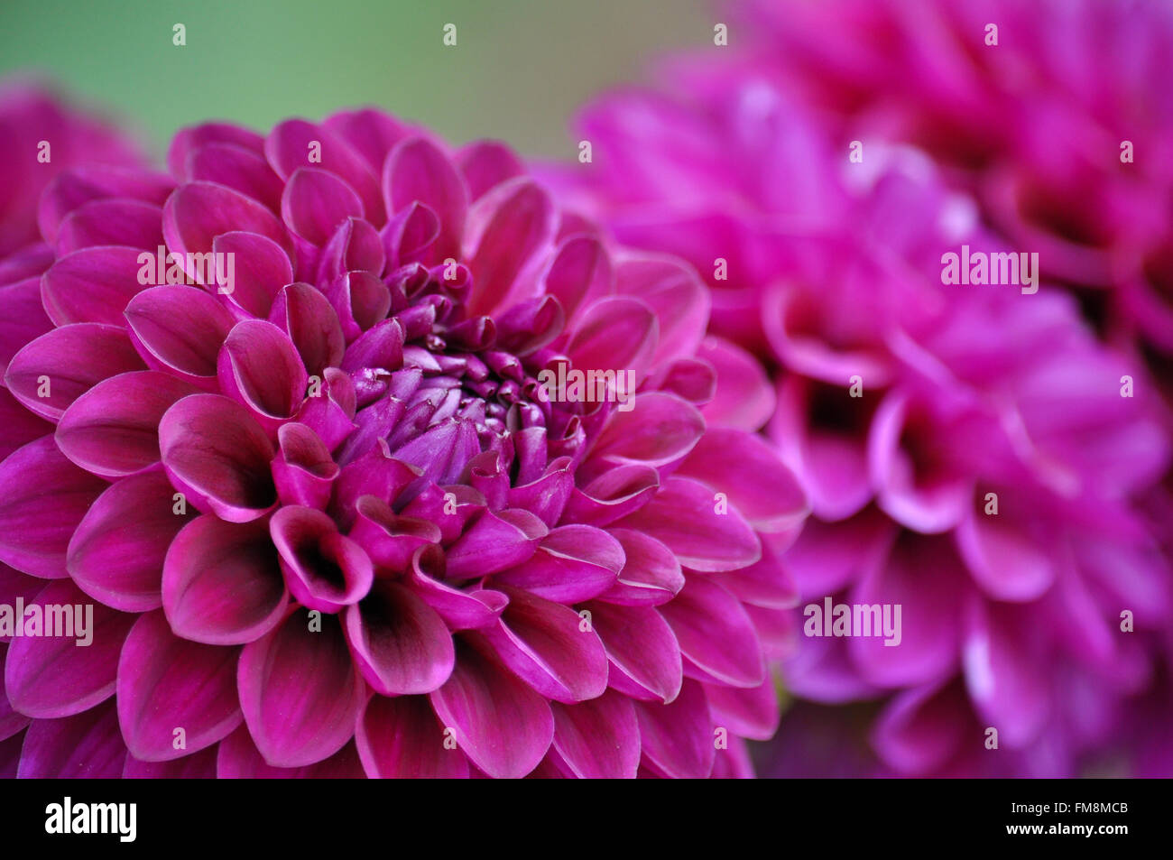 Close up de belle fleur dahlia violet Banque D'Images