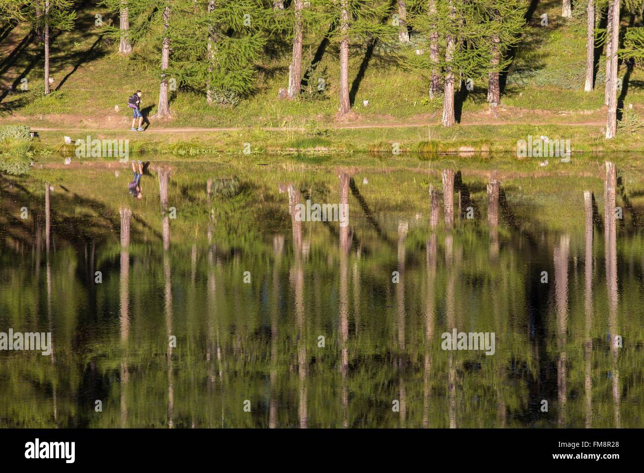 France, Hautes Alpes, Parc Naturel Régional du Queyras (Parc Naturel Régional du Queyras), forêt de mélèze (Larix decidua) sur le lac de roue (1854m) Banque D'Images