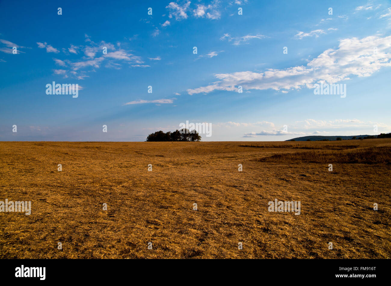 Prairie avec de l'herbe sèche jaune et bleu ciel. Banque D'Images