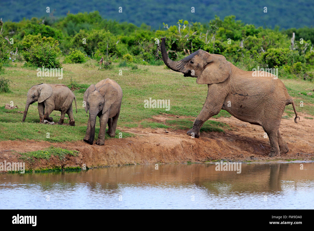 Femelle Éléphant d'Afrique avec youngs à trou d'Addo Elephant Parc national de la réunion l'Afrique du Sud / (Loxodonta africana) Banque D'Images