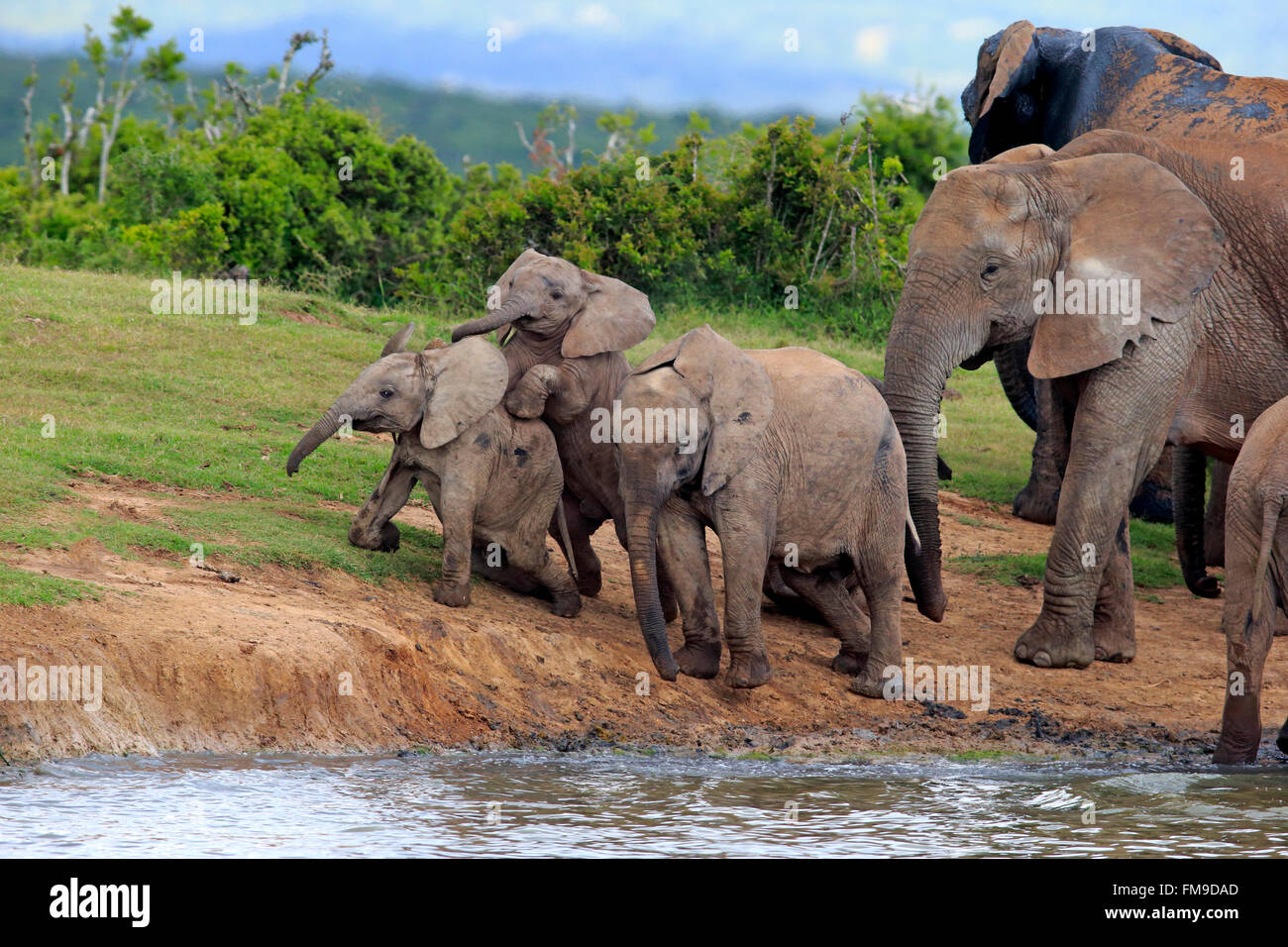 Troupeau d'éléphants d'Afrique avec youngs à trou d'Addo Elephant Parc national de la réunion l'Afrique du Sud / (Loxodonta africana) Banque D'Images