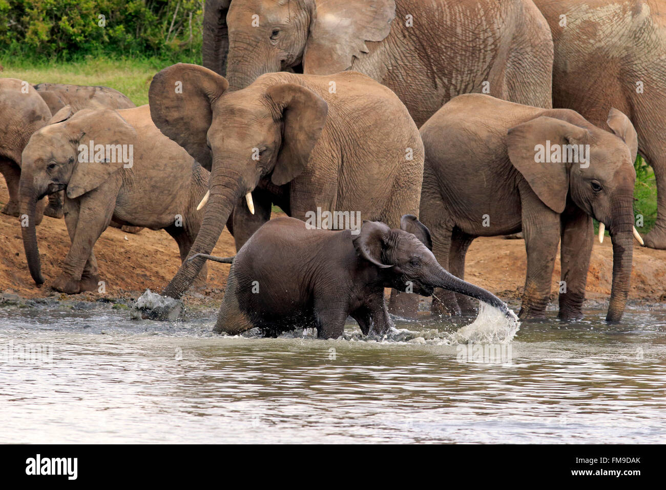 Troupeau d'éléphants d'Afrique avec youngs à trou d'Addo Elephant Parc national de la réunion l'Afrique du Sud / (Loxodonta africana) Banque D'Images
