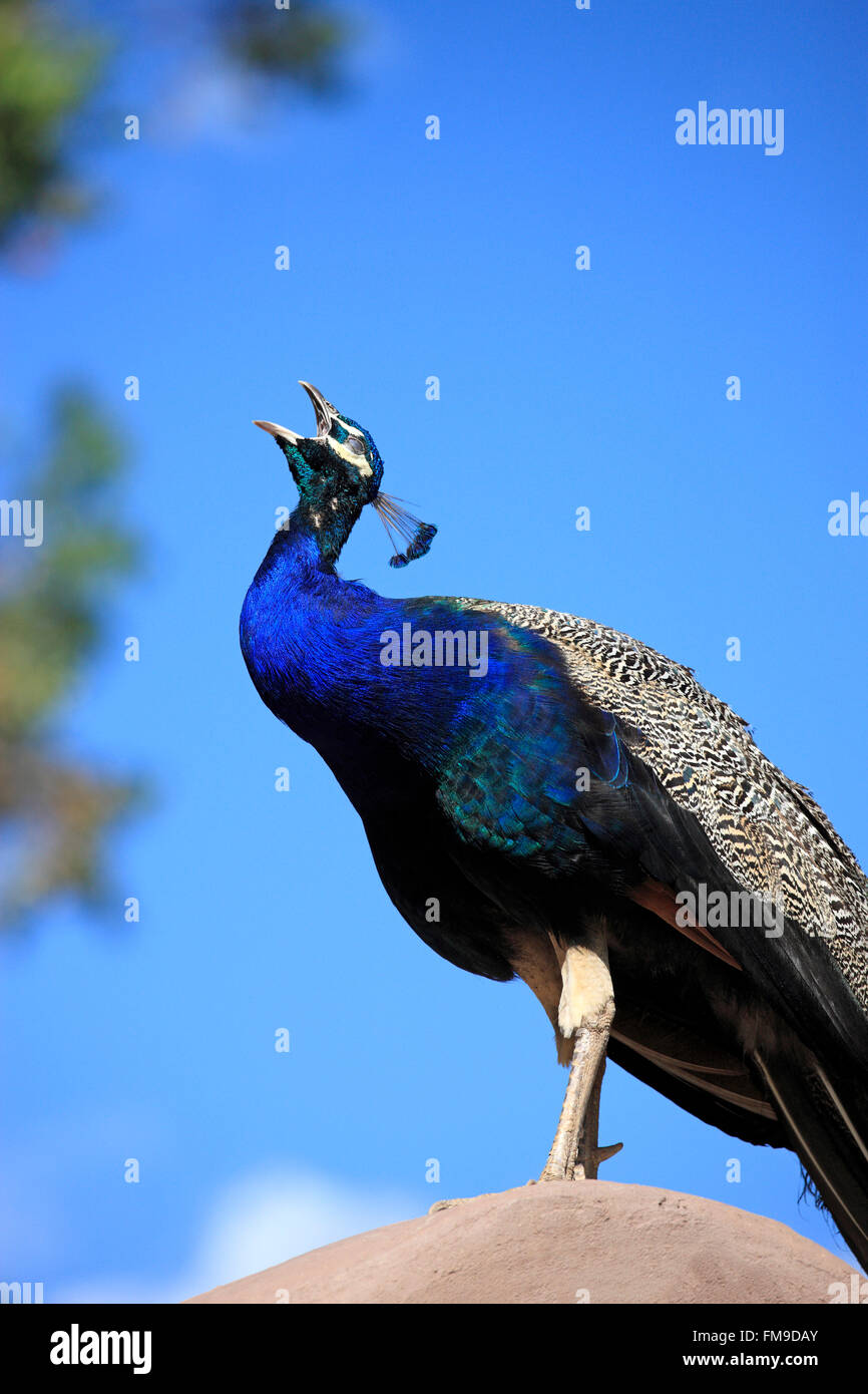 Paons indiens, appelant les hommes adultes, Oudtshoorn, Western Cape, Afrique du Sud, Afrique / (Pavo cristatus) Banque D'Images
