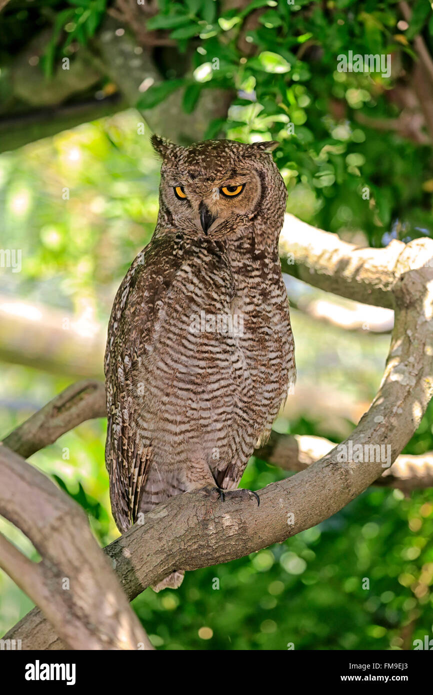 Spotted Eagle Owl, des profils sur l'arbre, Western Cape, Afrique du Sud, Afrique / (Bubo africanus) Banque D'Images