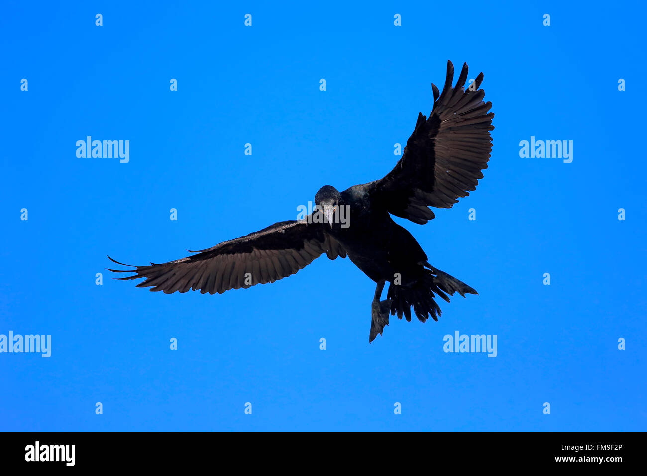 Cape, Cape Cormorant Shag, Betty's Bay, Western Cape, Afrique du Sud, Afrique / (Phalacrocorax capensis) Banque D'Images