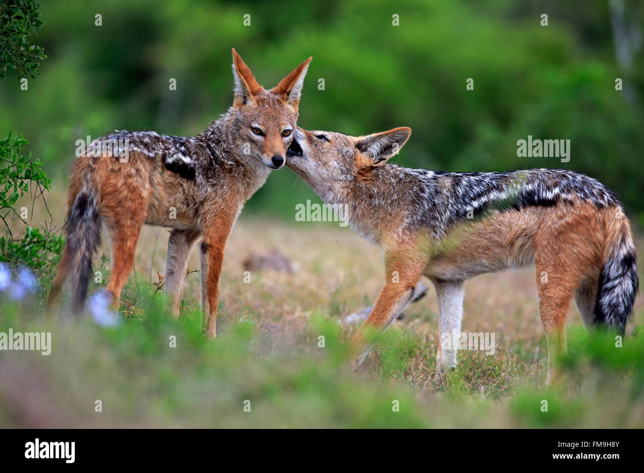 Black-Backed Jackal, le comportement social, le parc national Addo Elephant, Eastern Cape, Afrique du Sud, Afrique / (Canis mesomelas) Banque D'Images