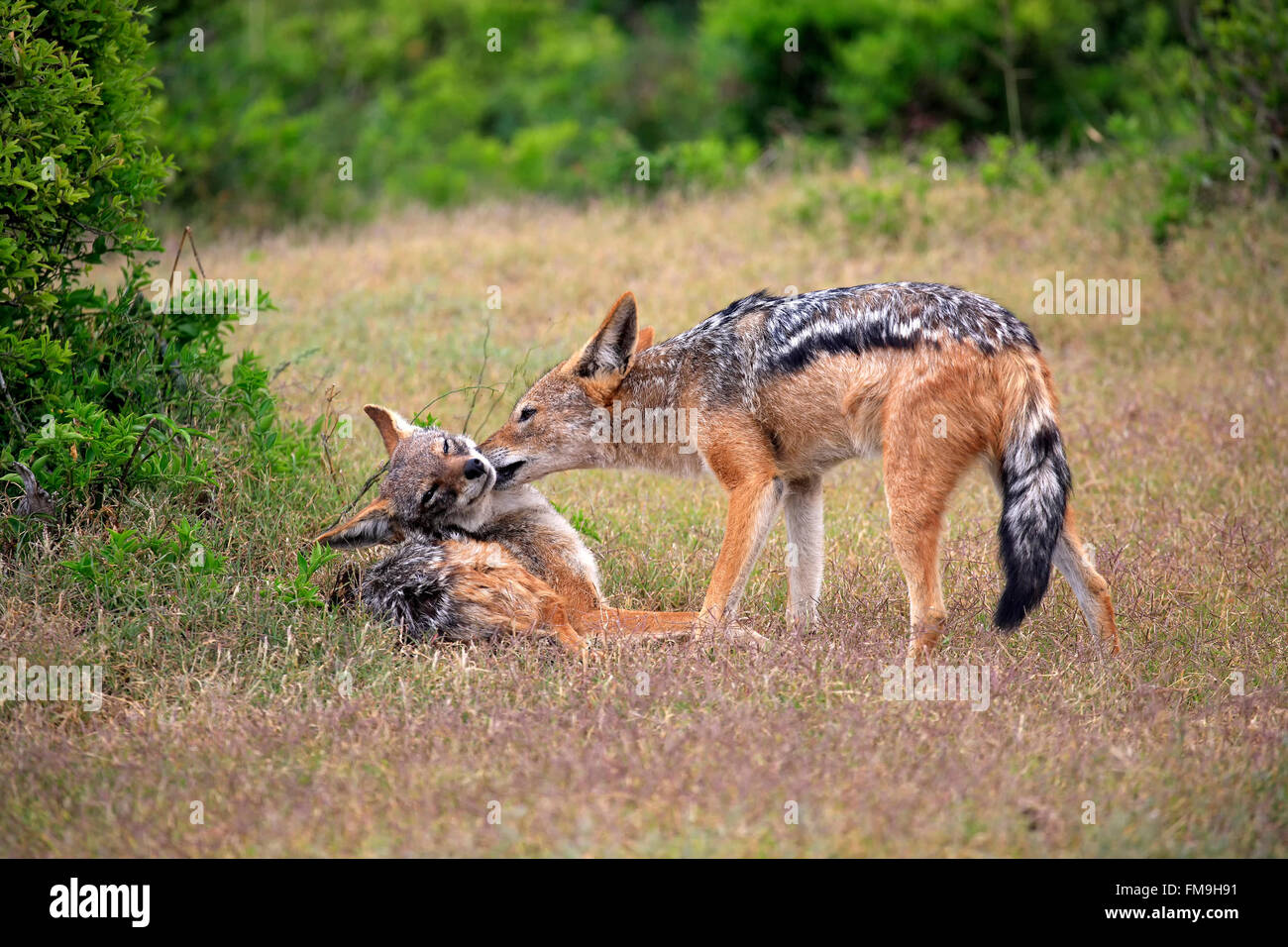 Black-Backed Jackal, le comportement social, le parc national Addo Elephant, Eastern Cape, Afrique du Sud, Afrique / (Canis mesomelas) Banque D'Images