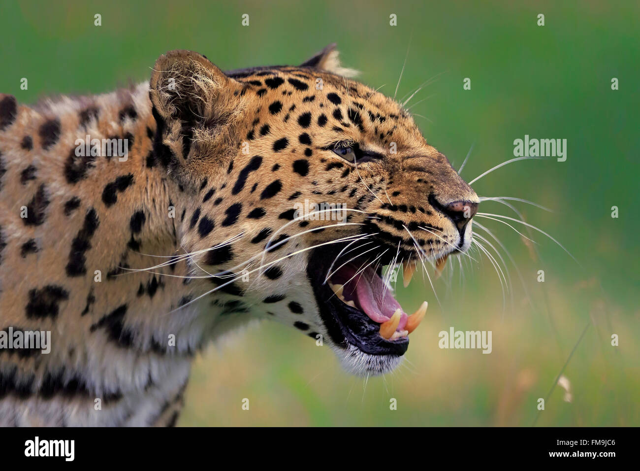 Amur Leopard, Asie / (Panthera pardus orientalis) Banque D'Images
