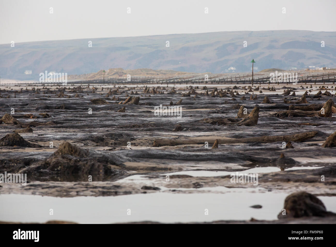 Borth, Pays de Galles, Royaume-Uni. 11 mars 2016. Une marée exceptionnellement bas expose les vestiges d'une ancienne forêt submergée depuis longtemps. La datation au radiocarbone indique que les arbres dont les souches sont encore visibles ici, est mort il y a plusieurs milliers d'années. Credit : Alan Hale/Alamy Live News Banque D'Images