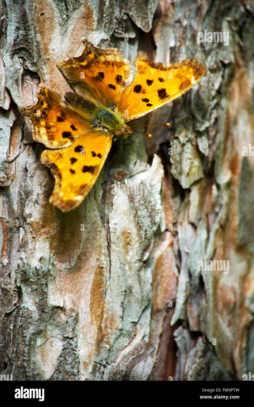 Virgule orientale papillon avec ailes déployées perché sur le pin en été woodland forest d'Amérique du Nord. Banque D'Images
