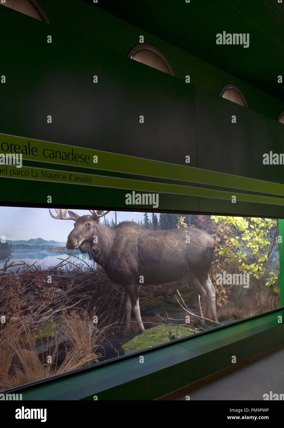 Le musée naturel de l'histoire, les animaux en peluche dans des vitrines : renne Banque D'Images