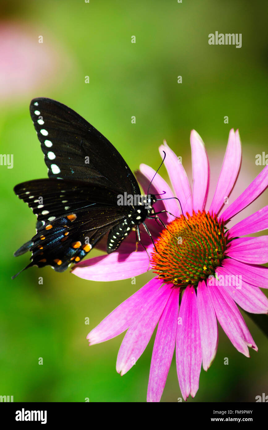 Avec des ailes de papillon Spicebush alimentation ouverte sur l'échinacée rose fleur. Banque D'Images