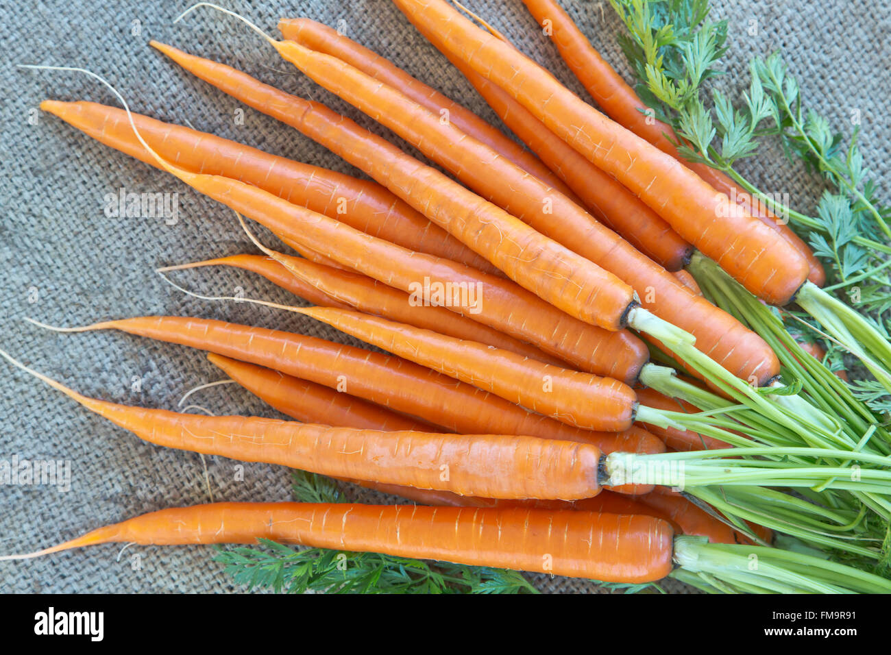 Les carottes fraîchement récolté 'Daucus carota'. Banque D'Images