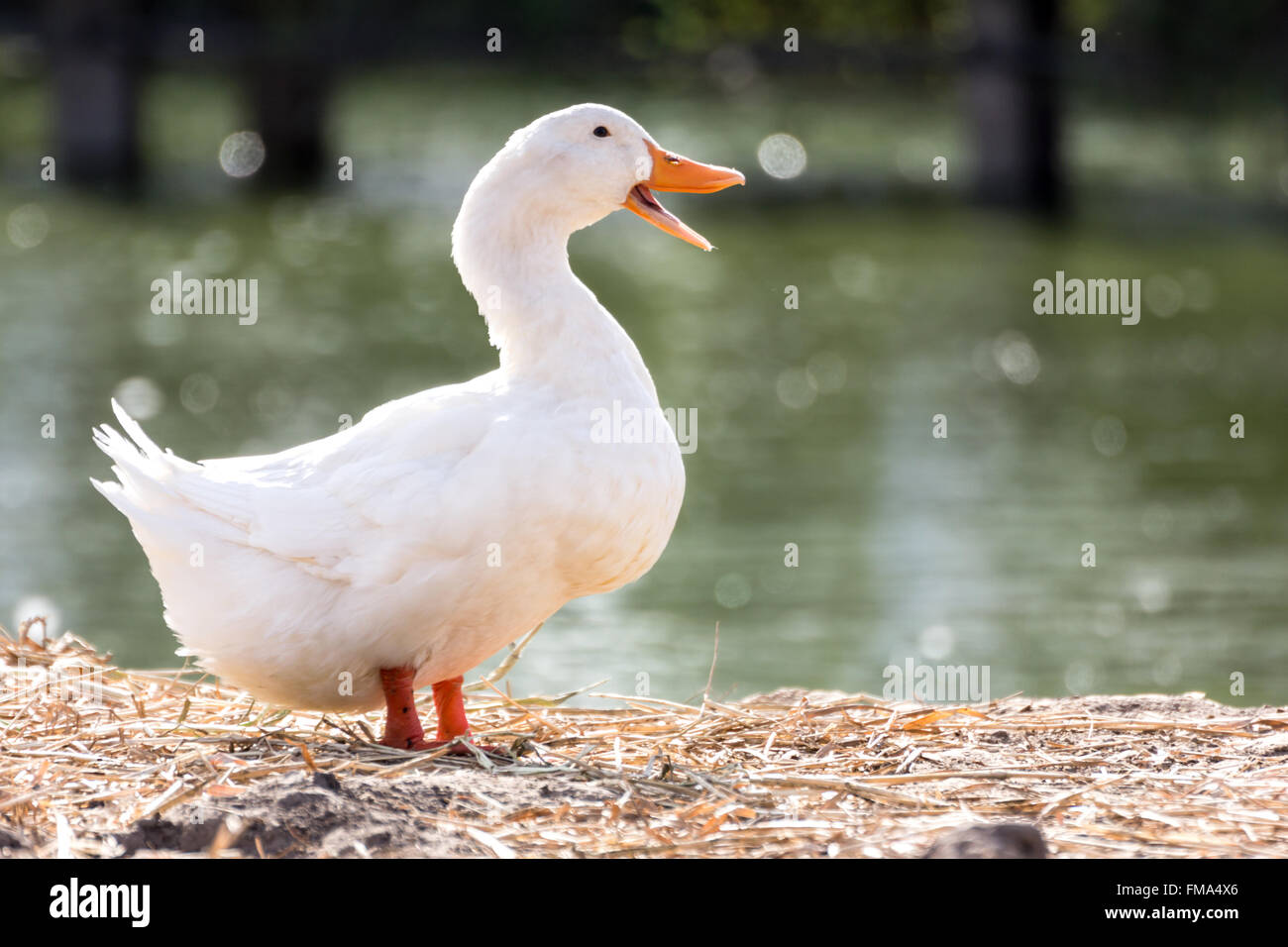 Canard blanc debout à côté d'un étang ou un lac avec arrière-plan flou, la vie animale et de l'agriculture photo concept. Banque D'Images