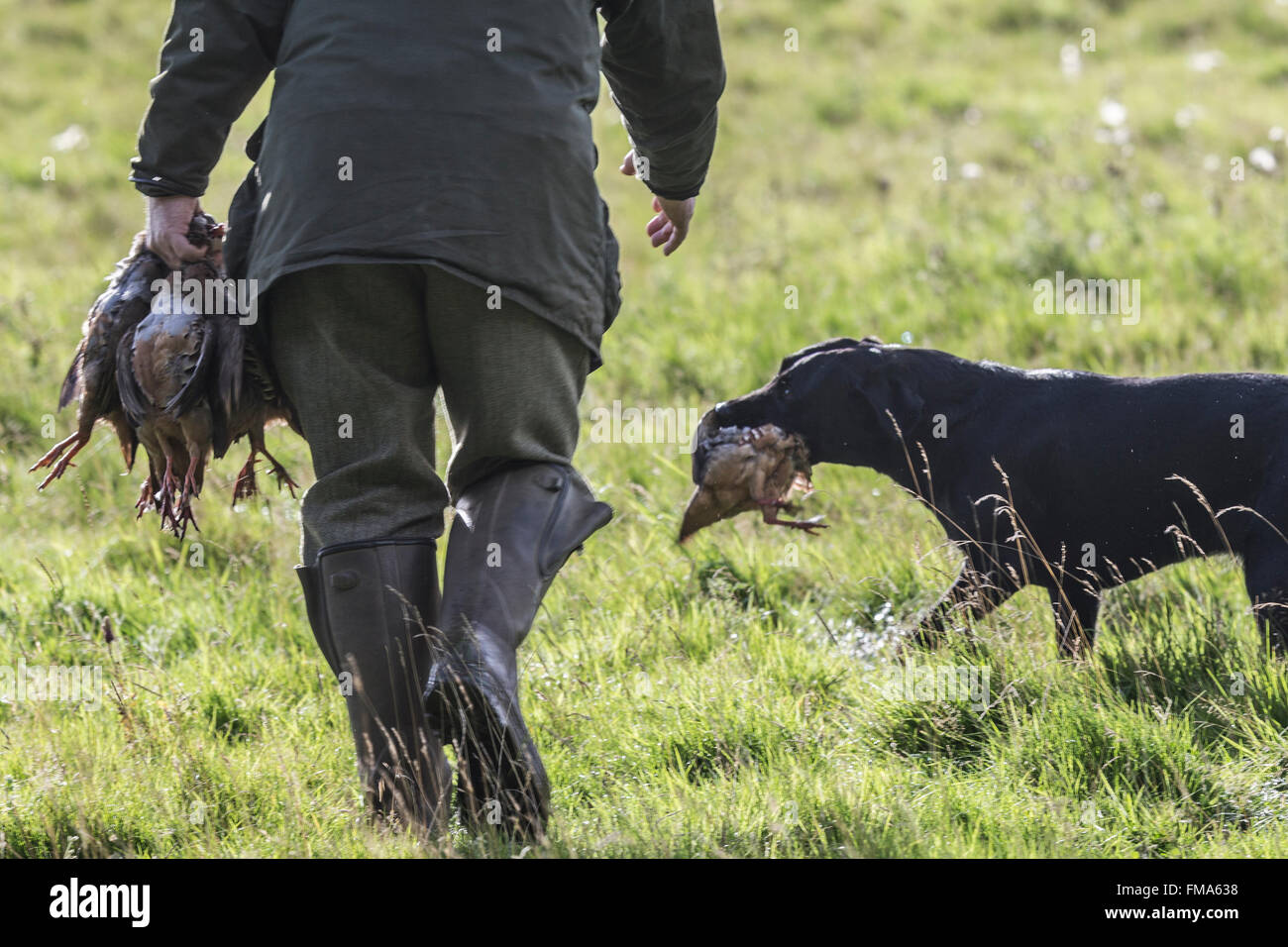 L'extraction d'un labrador noir sur un tournage partridge Banque D'Images