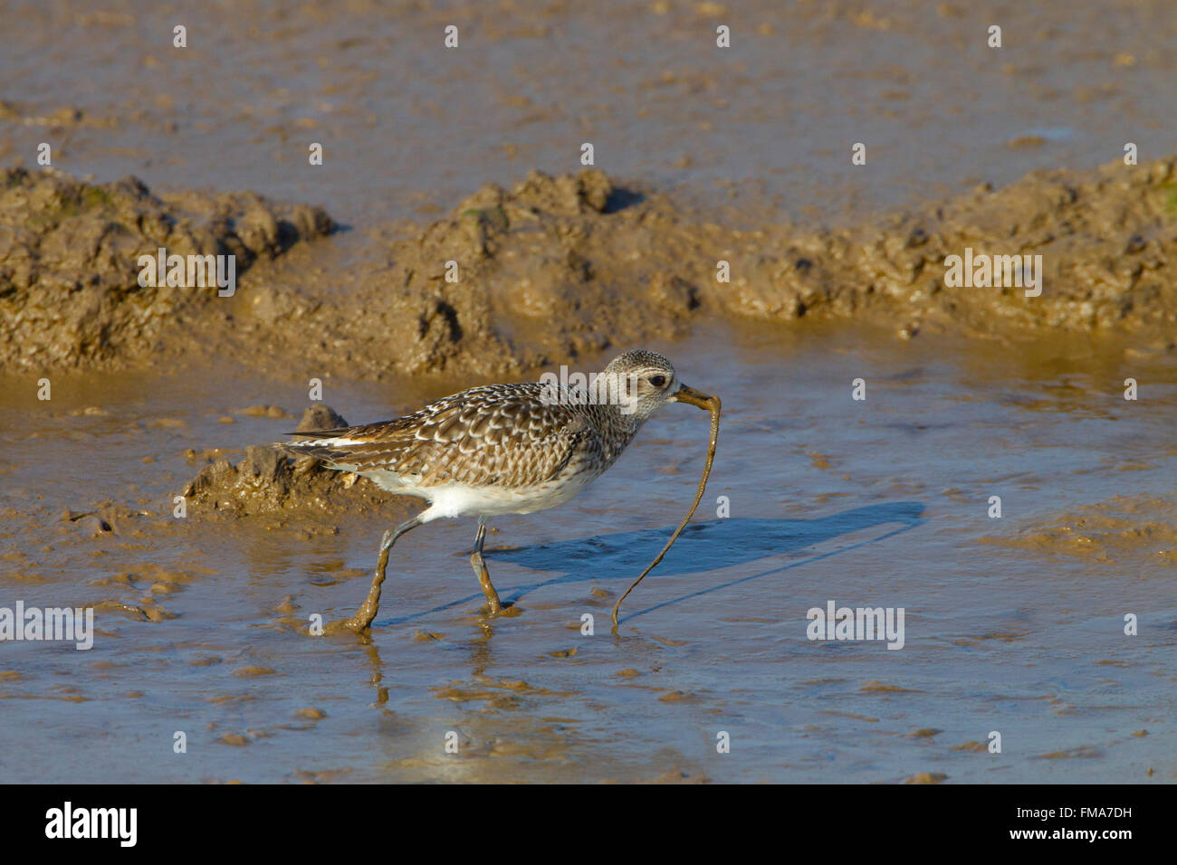 Pluvier Pluvialis squatarola Grey dans les vasières se nourrissant de lugworm Banque D'Images