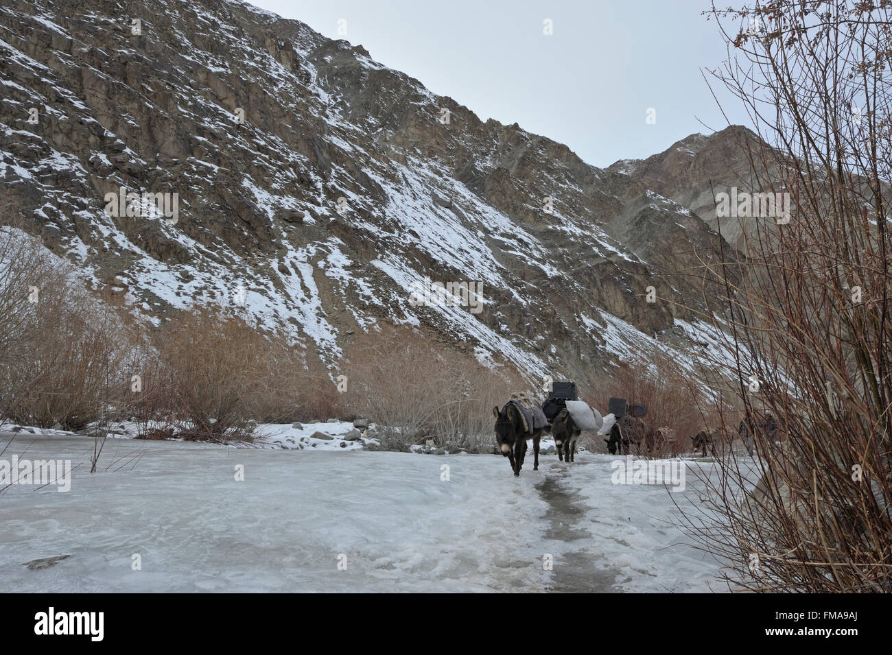 Poneys de montagne, bête de somme, portant la charge et de marcher à travers un ruisseau gelé dans le trans-himalayenne sans arbres de montagnes Banque D'Images
