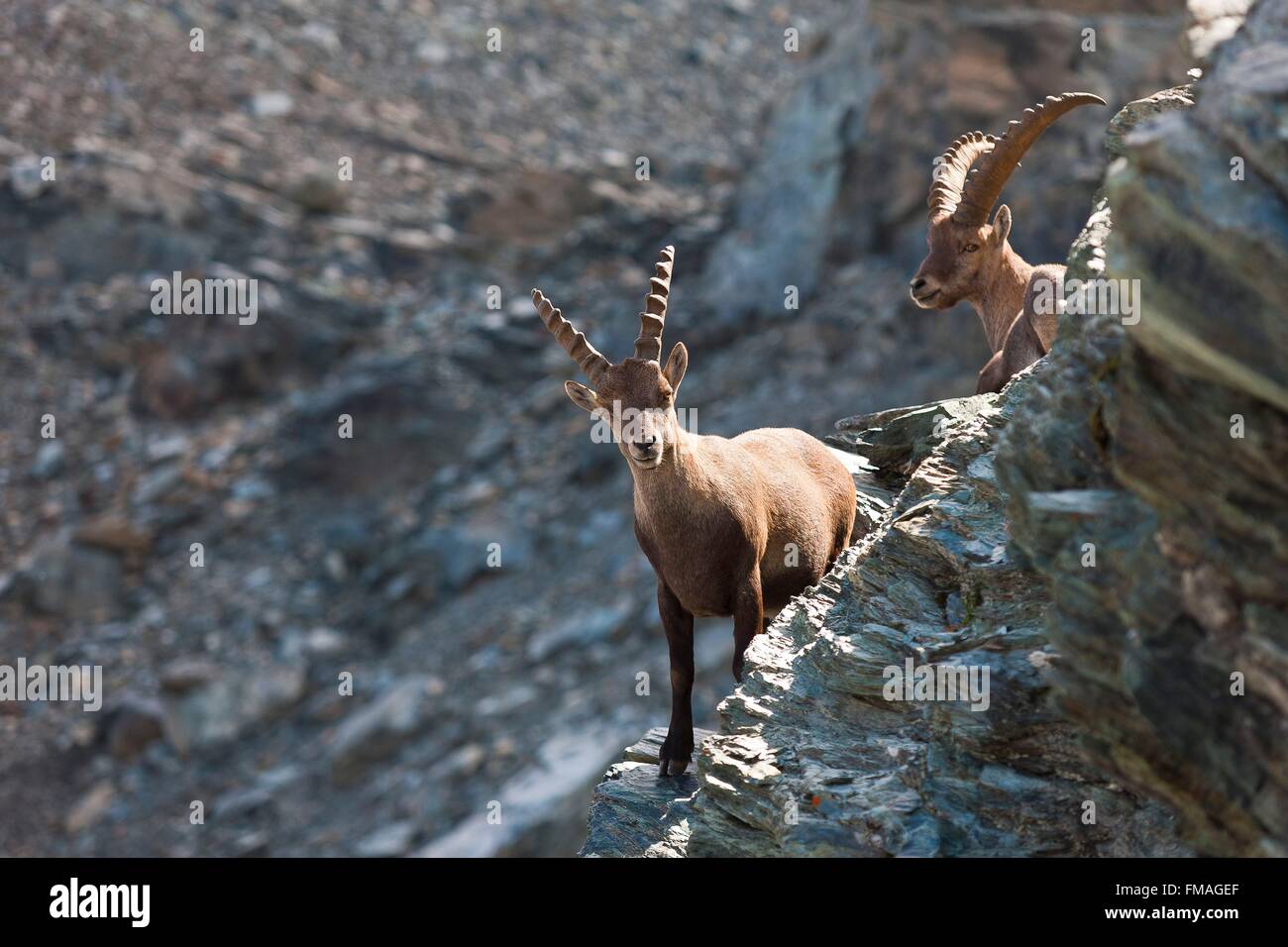Suisse, Valais, bouquetin (Capra ibex) Banque D'Images