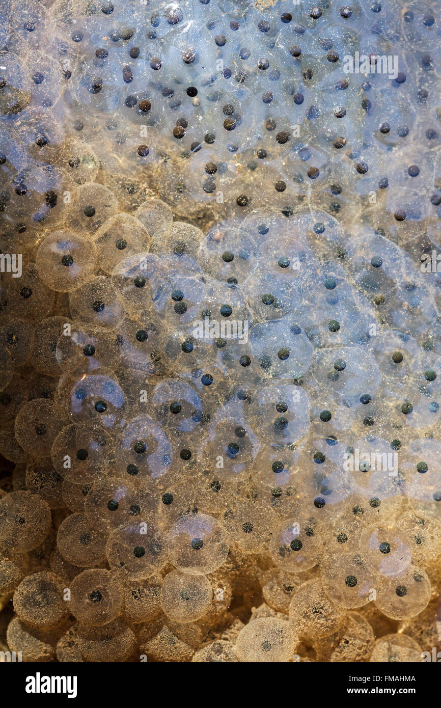 Close up of Frogspawn Banque D'Images