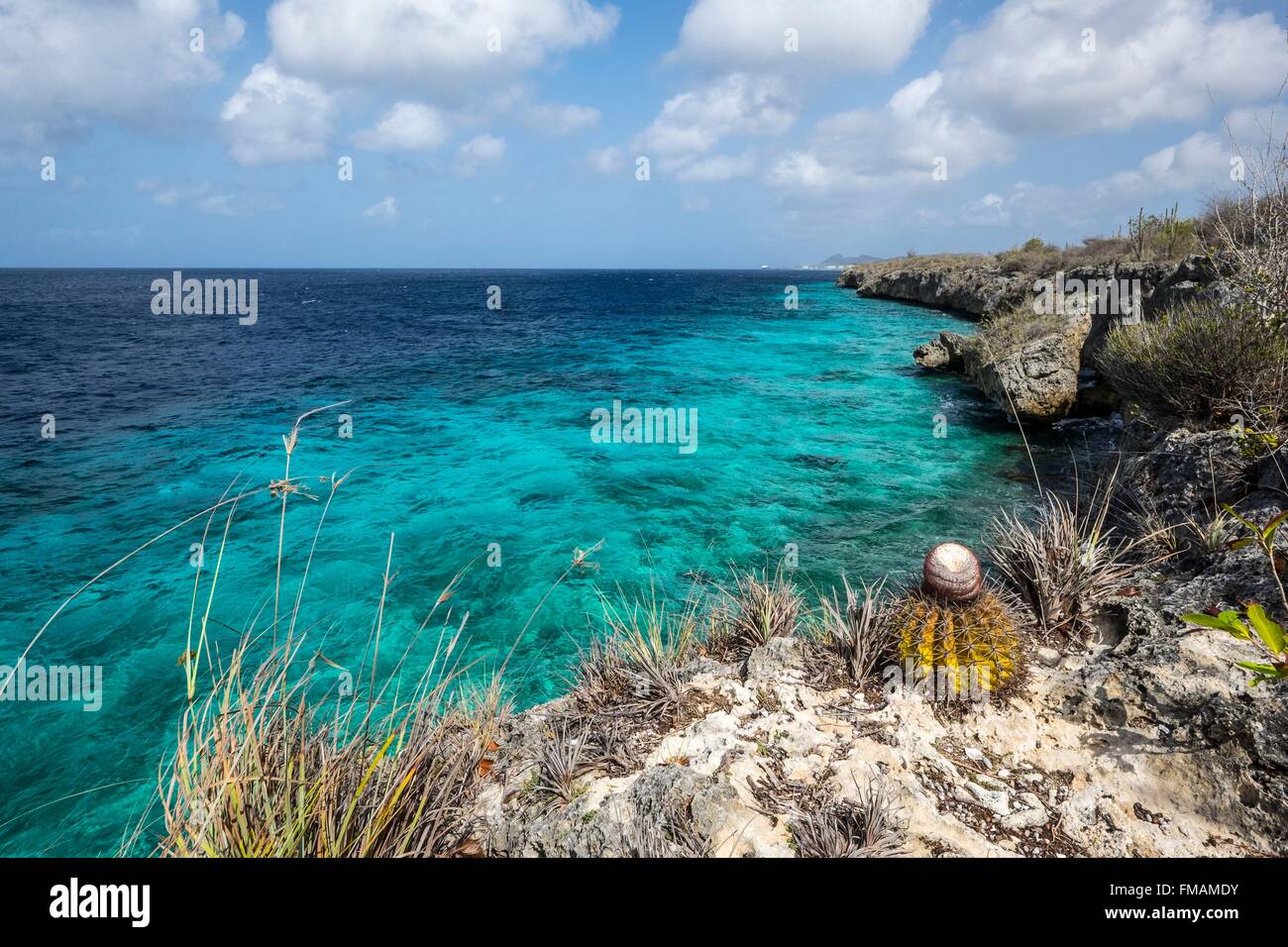 Antilles néerlandaises, Bonaire Island, sur la côte ouest de cactus Banque D'Images