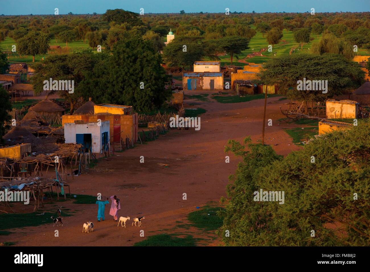 Sénégal, Sahel, région de Ferlo, Widou Thiengoly, paysage typique du Sahel Banque D'Images