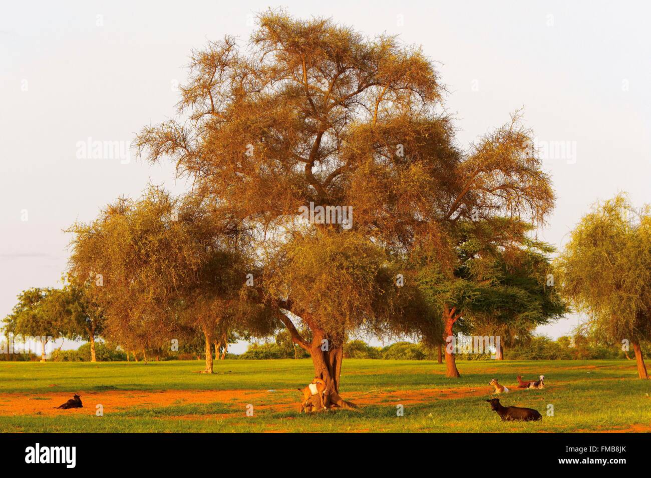 Sénégal, Sahel, région de Ferlo, Widou Thiengoly, acacia aegyptiaca, près d'une chèvre wattle aegyptiaca Banque D'Images