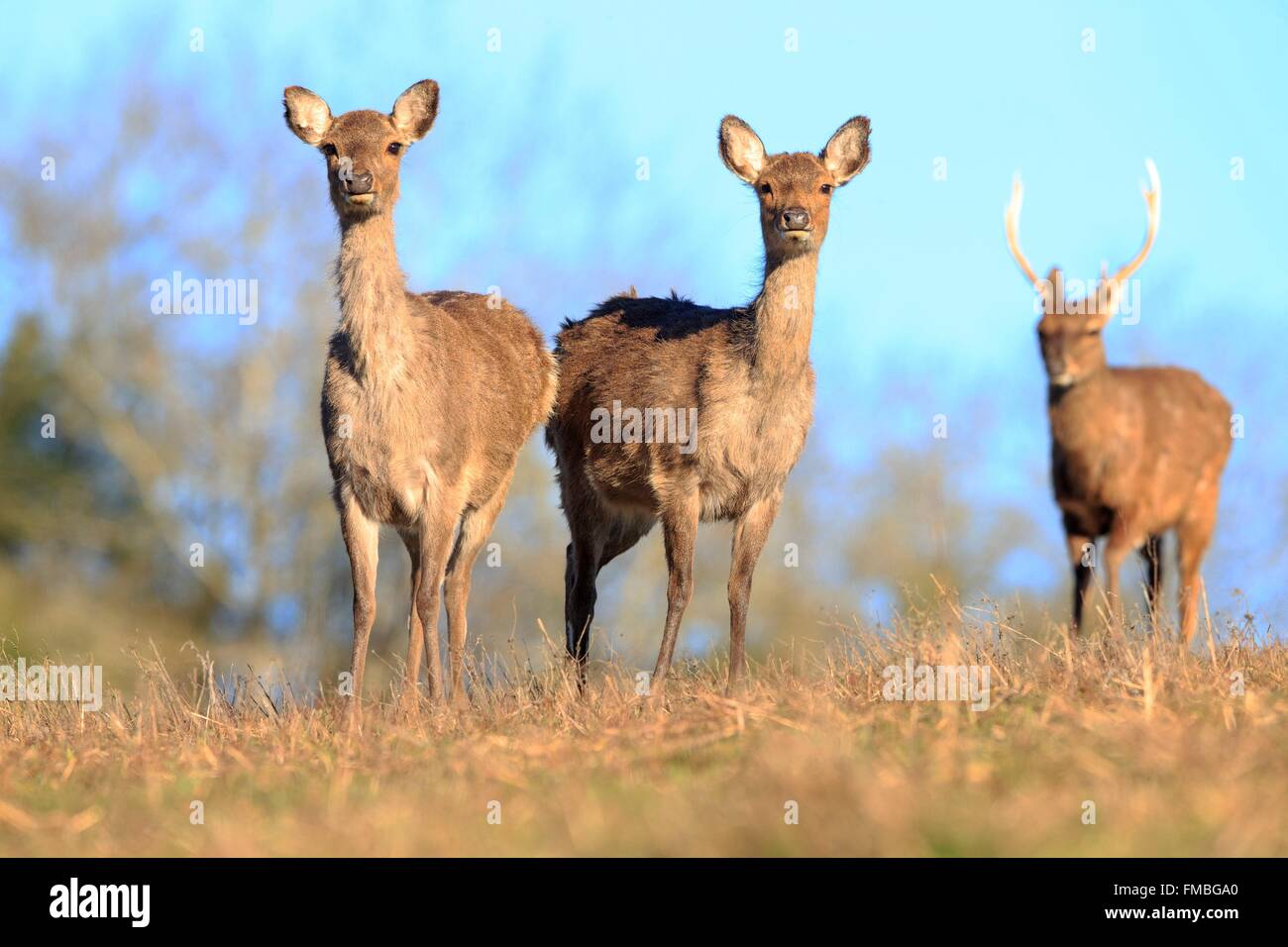 En France, la Haute Saône, parc privé, le cerf sika (Cervus nippon), groupe de femelles avec des petits Banque D'Images