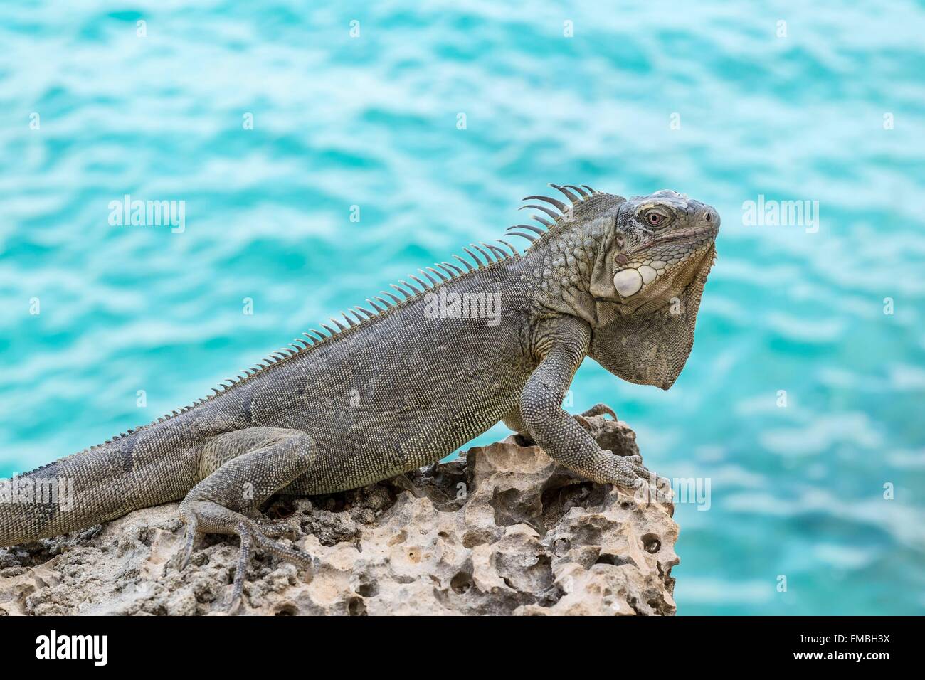 Antilles néerlandaises, l'île de Bonaire, iguane vert (Iguana iguana), homme sur le madrépore Banque D'Images