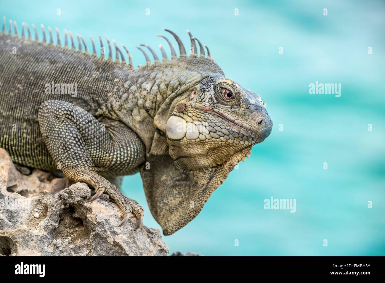 Antilles néerlandaises, l'île de Bonaire, iguane vert (Iguana iguana), homme sur le madrépore Banque D'Images