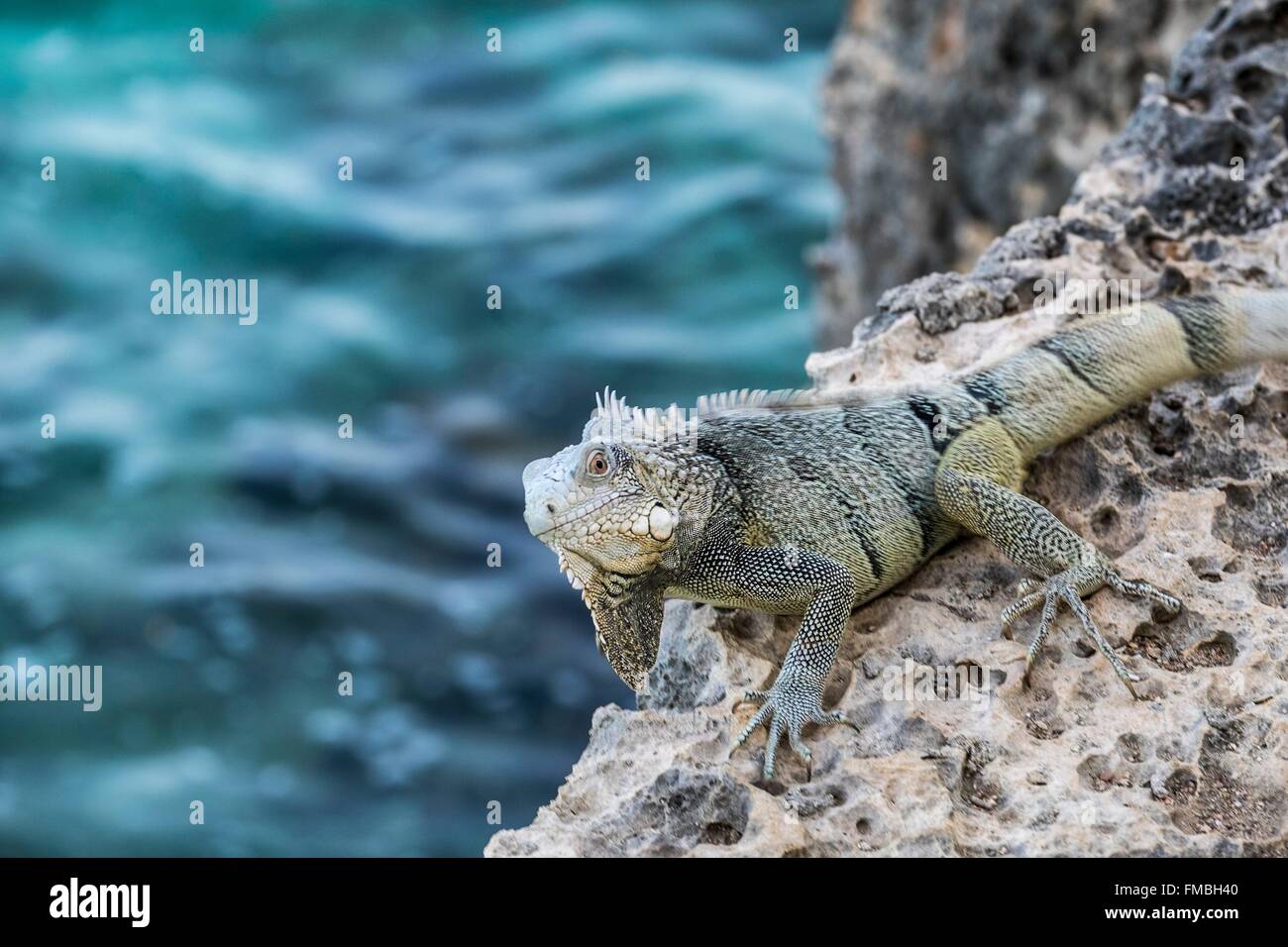 Antilles néerlandaises, l'île de Bonaire, iguane vert (Iguana iguana), homme sur le madrépore Banque D'Images