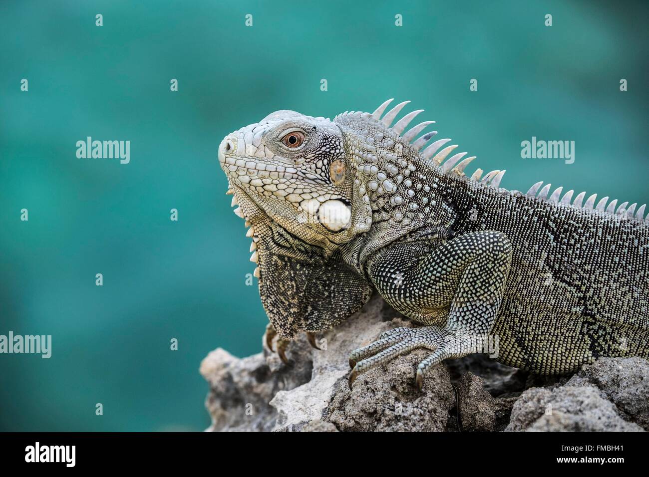 Antilles néerlandaises, l'île de Bonaire, iguane vert (Iguana iguana), homme sur le madrépore Banque D'Images